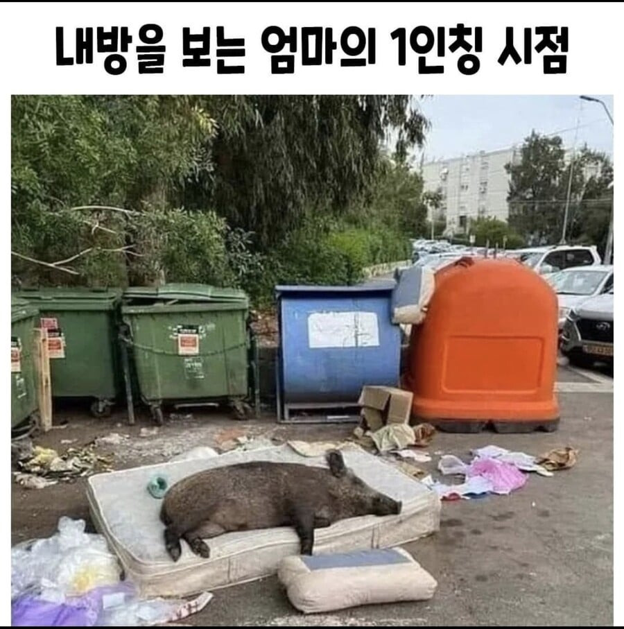 돼지우리 이미지
