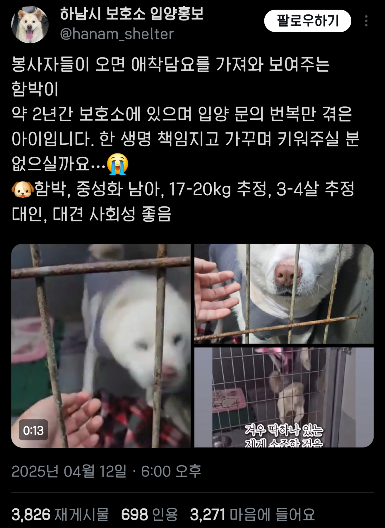 자기가 가장 좋아하는 담요 보여주는 강아지 | 인스티즈