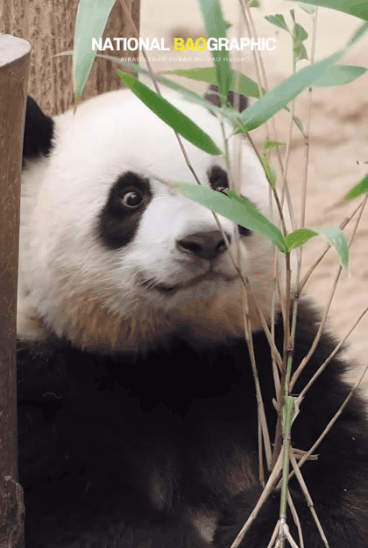 귀여움 한도초과 루이바오💜 | 인스티즈