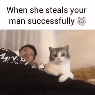 애인 행세하는 진돗개와 고양이.gif | 인스티즈