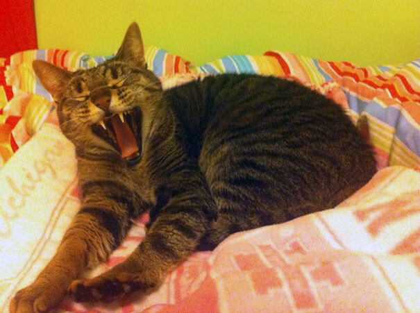 독특한 털 무늬를 가진 고양이들.jpg | 인스티즈