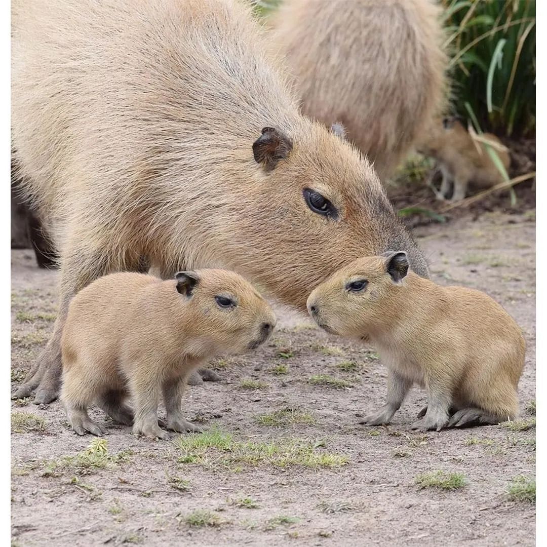 아기 카피바라 | 인스티즈