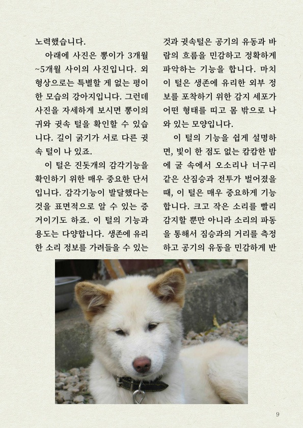 '진돗개' 타고난 감각 지능 | 인스티즈