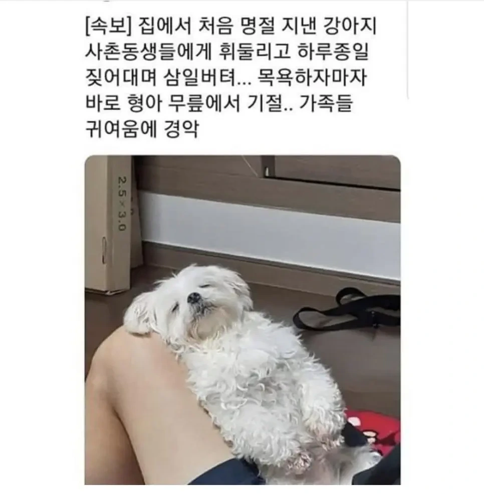 명절 증후군 겪는 동물들.jpg | 인스티즈