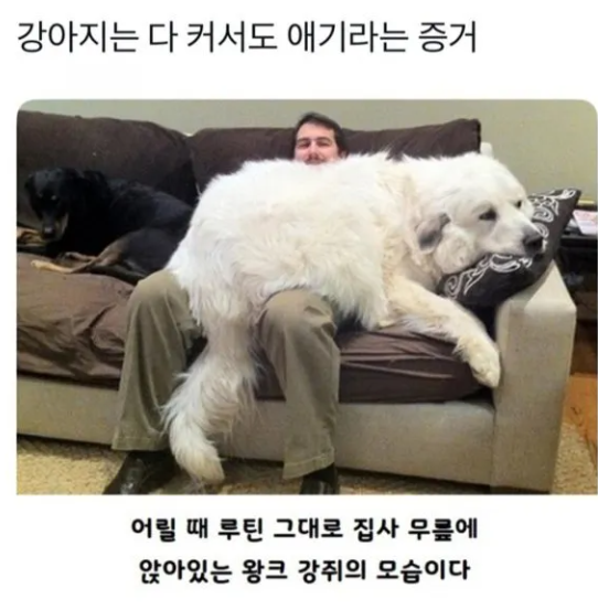 강아지는 다 커서도 애기다 | 인스티즈