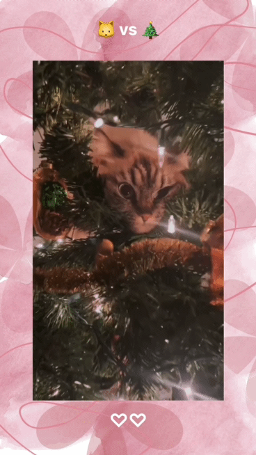 크리스마스트리🎄와 고양이🐱 | 인스티즈