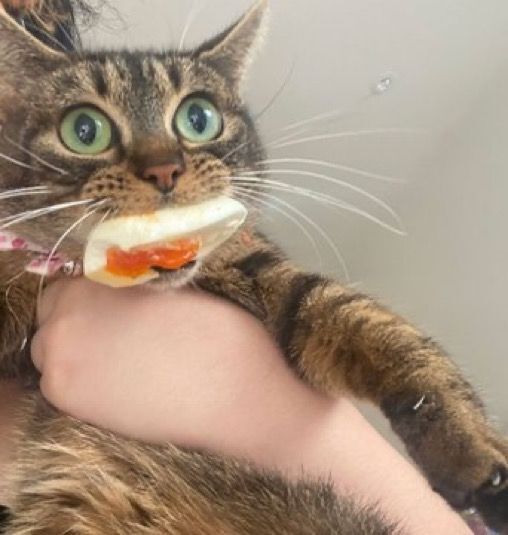 도둑 고양이 | 인스티즈