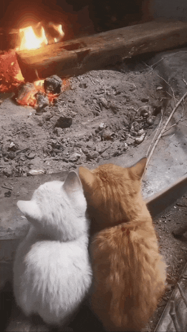 불멍 중인 아기냥이들.gif | 인스티즈