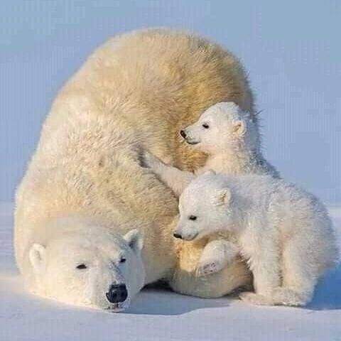 유독 엄마를 귀찮게 하고 있는 짤이 많은 아기동물.jpgif | 인스티즈