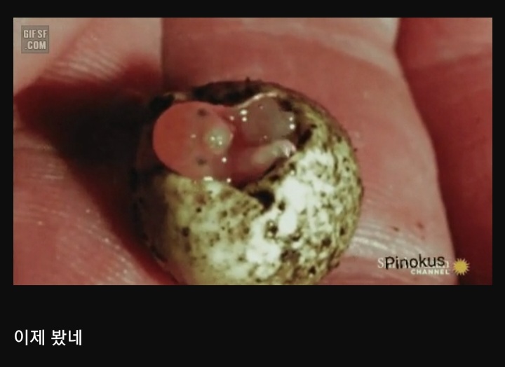 오리너구리 알에서 부화 하는거 봄? | 인스티즈