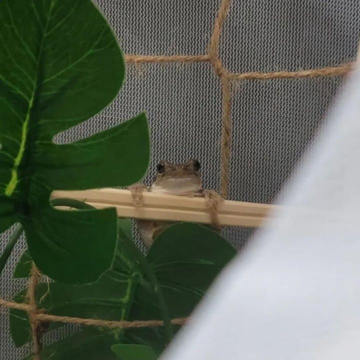 샤인머스캣에서 청개구리가 나왔습니다 | 인스티즈