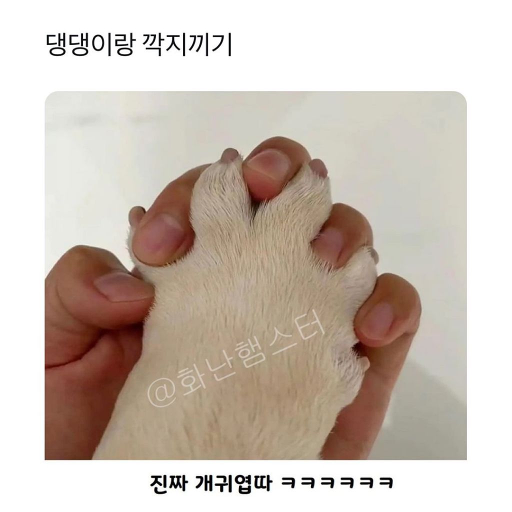 대형 댕댕이랑 할 수 있는 것 | 인스티즈