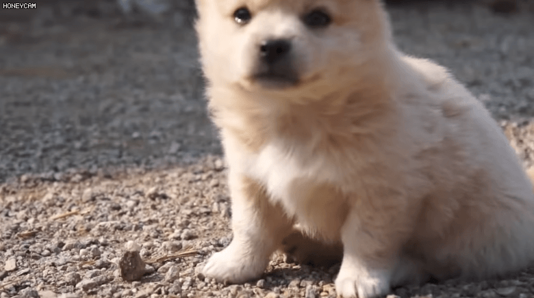 유전검사에서 '종'으로 인정받은 '시고르자브종' 강아지 | 인스티즈