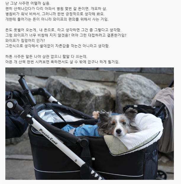 [네이트판] 아내가 강아지한테 돈을 너무 많이 쓰는것같습니다 | 인스티즈