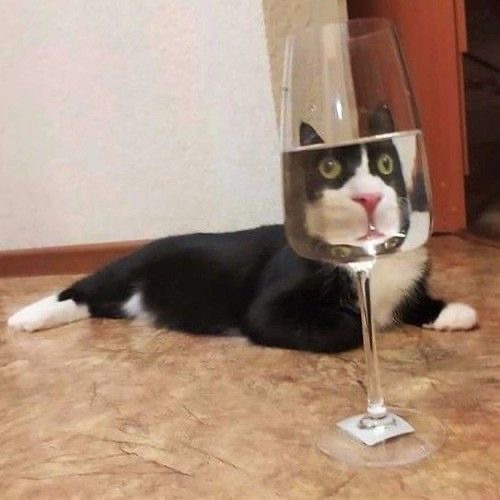고양이는 굴곡진 유리를 통해서 봐야한다 | 인스티즈