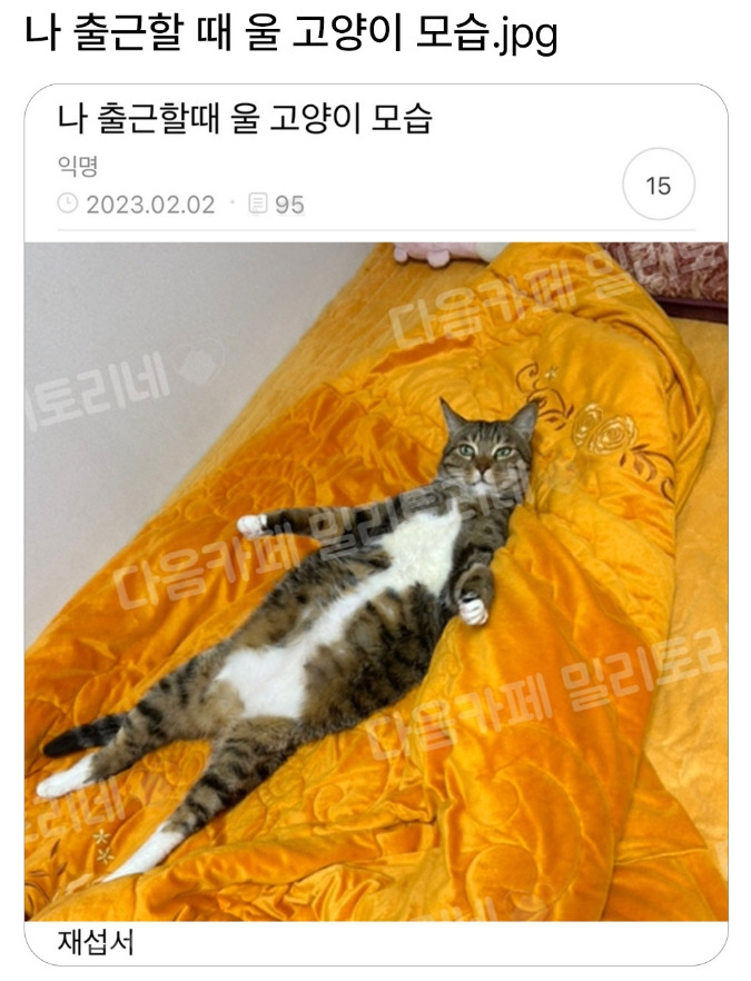 나 출근할 때 울 고양이 모습.jpg | 인스티즈