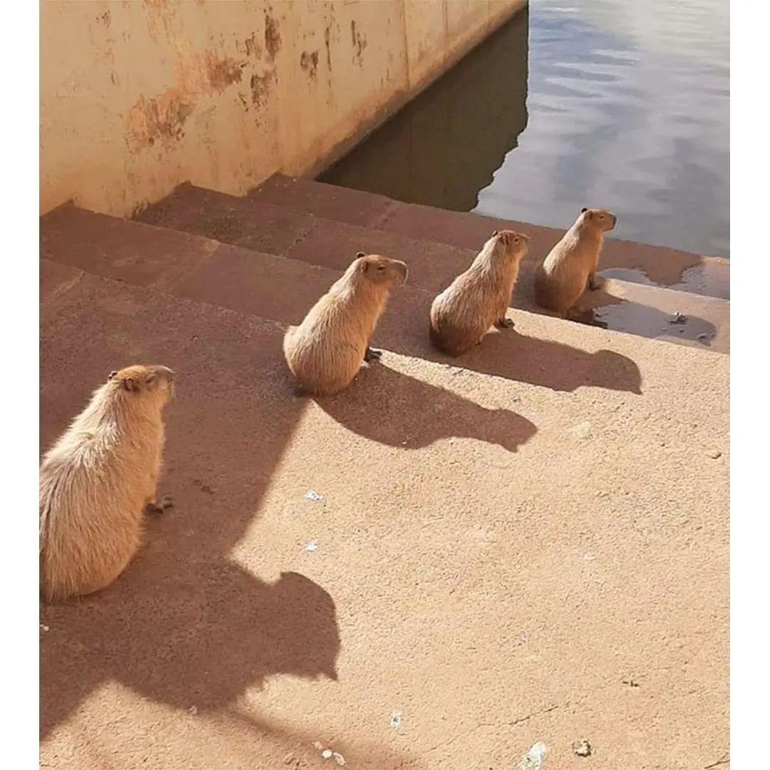 아기 카피바라 | 인스티즈