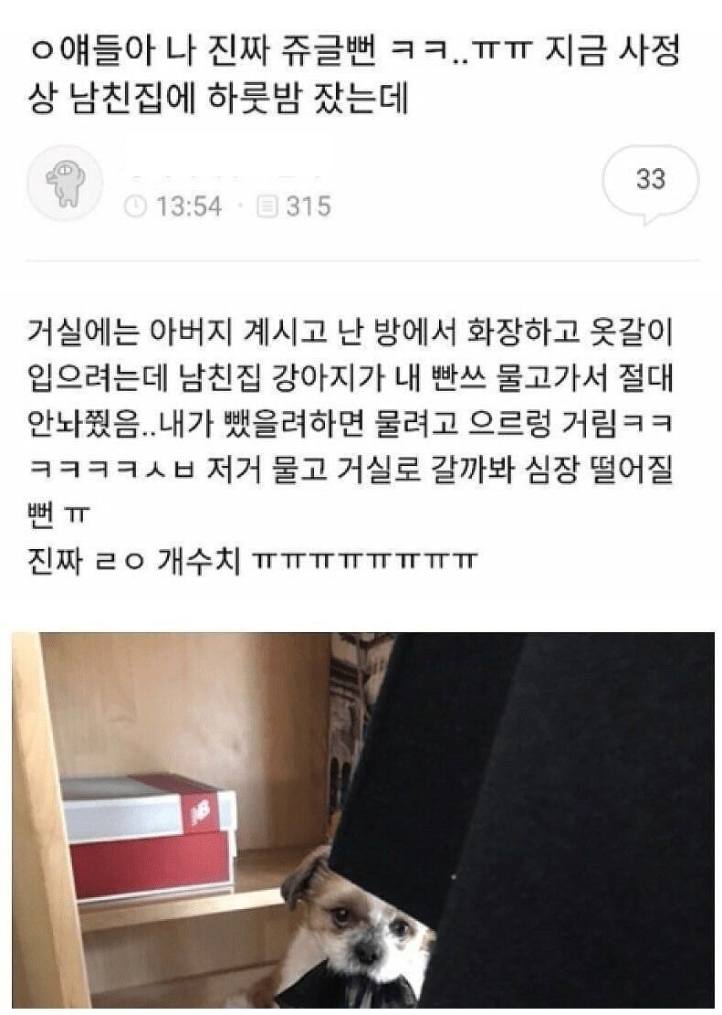 남친집 강아지가 팬티 물어감 | 인스티즈
