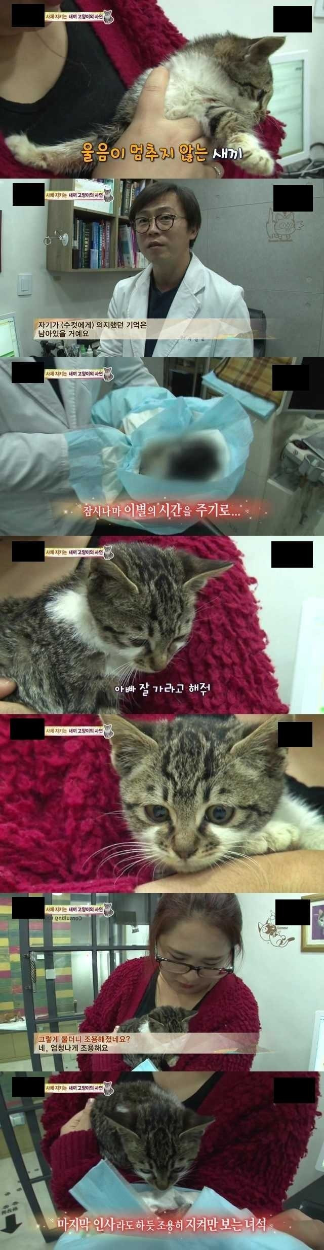 시체를 지키는 새끼고양이의 사연 | 인스티즈