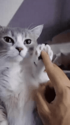 포기하고 집사 장단에 맞추는 고양이 | 인스티즈