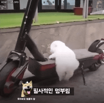 쇼파에 오르려는 강아지.gif | 인스티즈