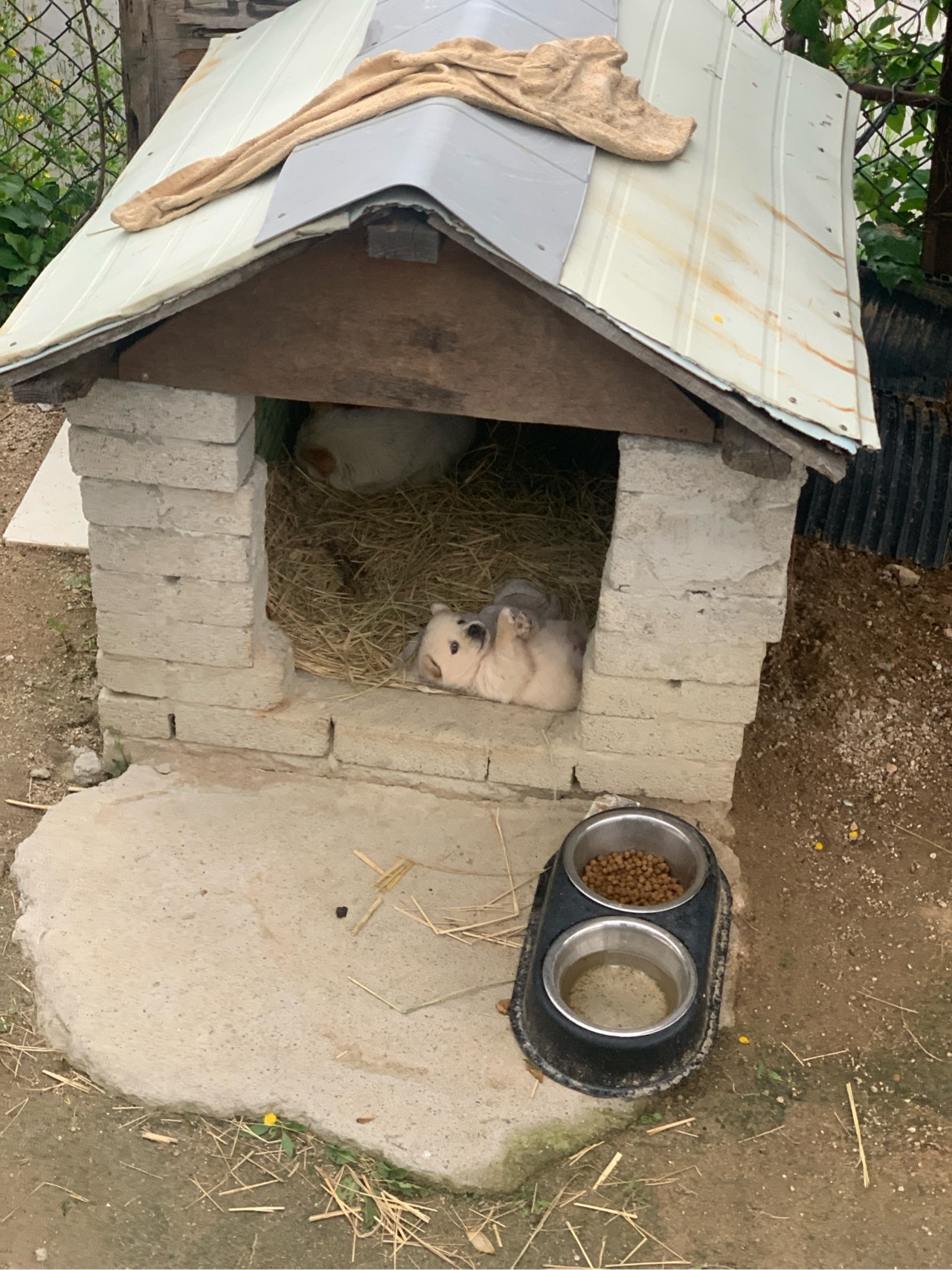 잠드는 강아지.jpg | 인스티즈