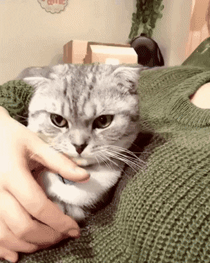 고양이 혀 표면이 가시처럼 되어있다는걸 한방에 이해시켜주는 짤 | 인스티즈