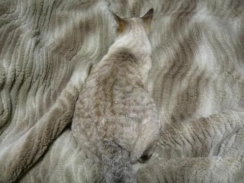 고양이를 찾아라(몇개는 진짜 어려움) | 인스티즈