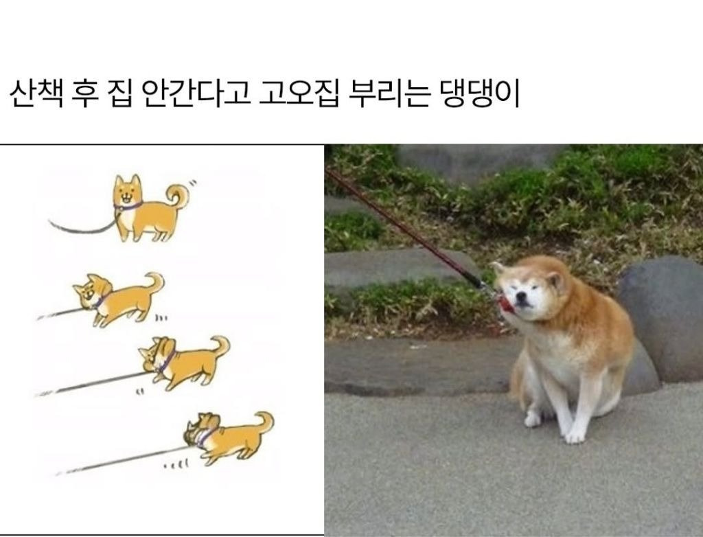 개 키우면 보이는 표정.jpg | 인스티즈
