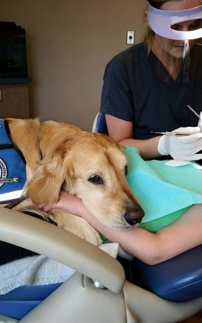 치과 무서워하는 손님을 다독여주는 댕댕씨들.jpg | 인스티즈