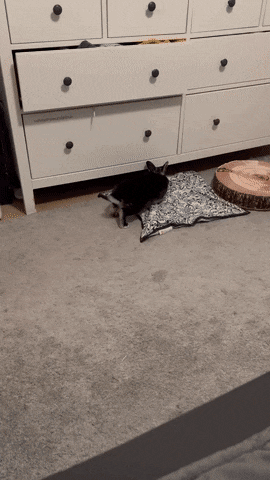 토끼의 짱쎈 점프력.gif | 인스티즈