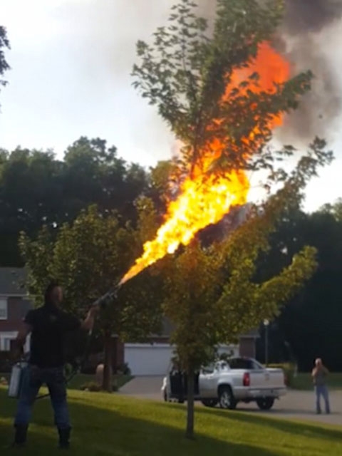 (벌주의) 생각보다 철저한 비즈니스인 관계, 꿀벌 | 인스티즈