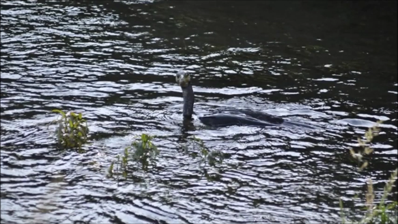 세계각국의 크립티드 영상 모음 | 인스티즈
