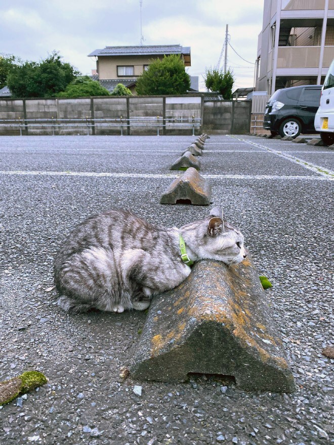 방지턱에서 쉬는 고양이들 | 인스티즈