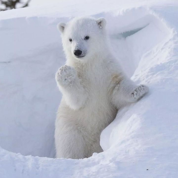유독 엄마를 귀찮게 하고 있는 짤이 많은 아기동물.jpgif | 인스티즈