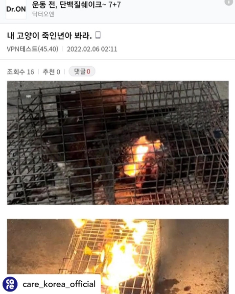 (심약자사진,영상주의) 살아있는 고양이 가두고 태우는 디씨인사이드 갤러리 | 인스티즈