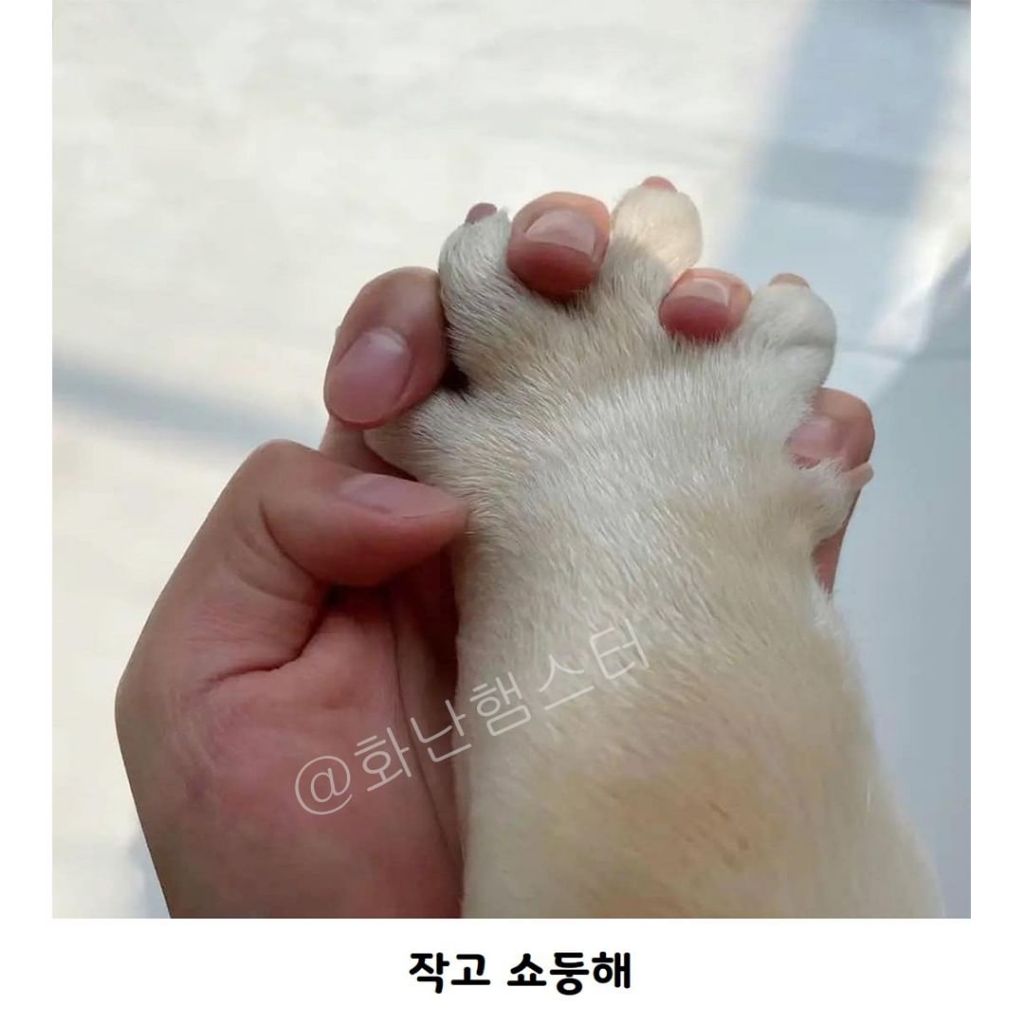 대형 댕댕이랑 할 수 있는 것 | 인스티즈