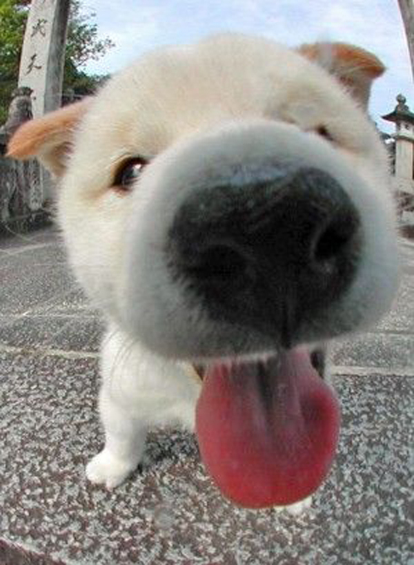 코봉이 이미지