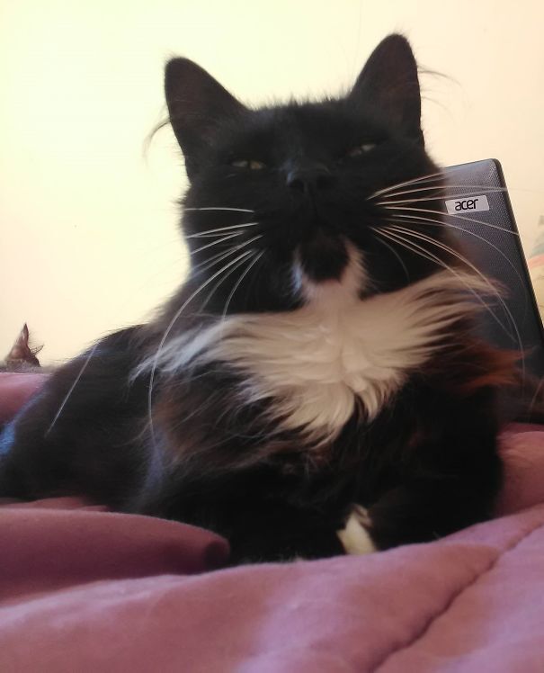 독특한 털 무늬를 가진 고양이들.jpg | 인스티즈