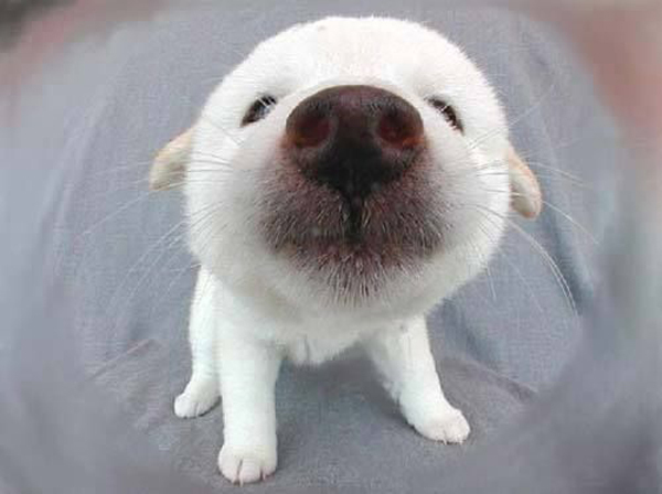 댕댕이들 코봉이가 되는 마법 | 인스티즈