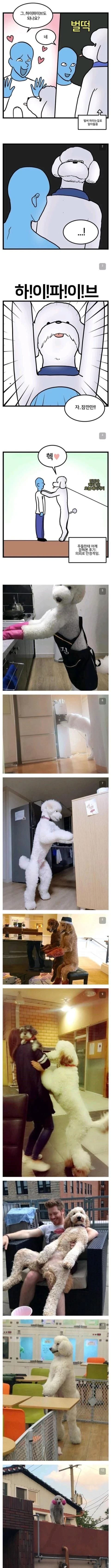 실제로 만나면 신기하다는 스탠다드 푸들.jpg | 인스티즈