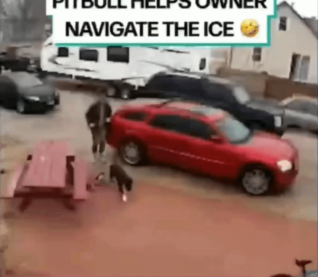 강아지와 빙판길을 올라가는 방법 | 인스티즈