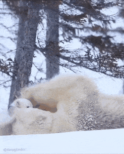 유독 엄마를 귀찮게 하고 있는 짤이 많은 아기동물.jpgif | 인스티즈