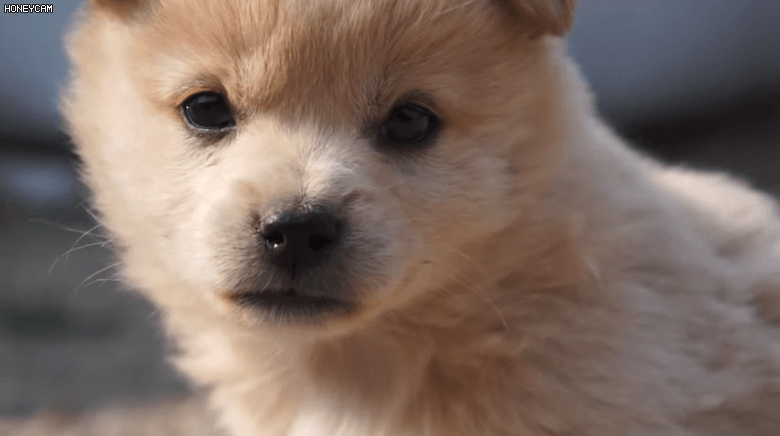 유전검사에서 '종'으로 인정받은 '시고르자브종' 강아지 | 인스티즈