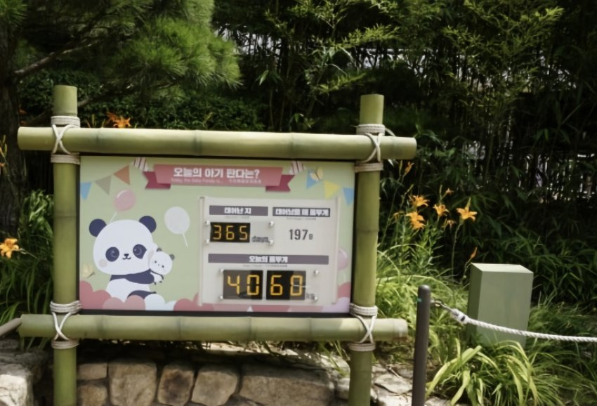 드디어 40kg 찍은 '그 판다'🐼 | 인스티즈