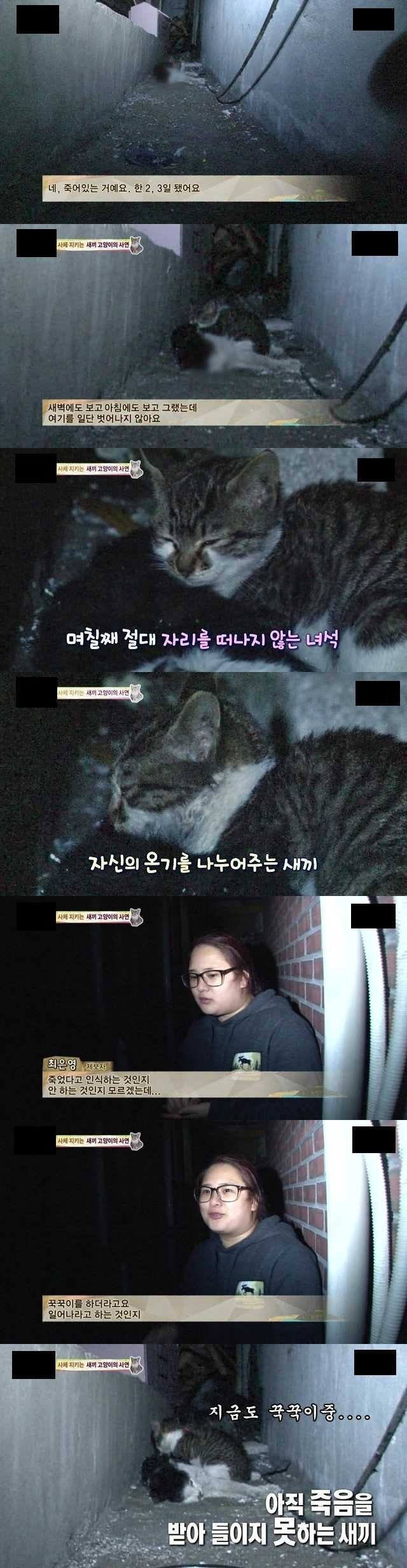 시체를 지키는 새끼고양이의 사연 | 인스티즈