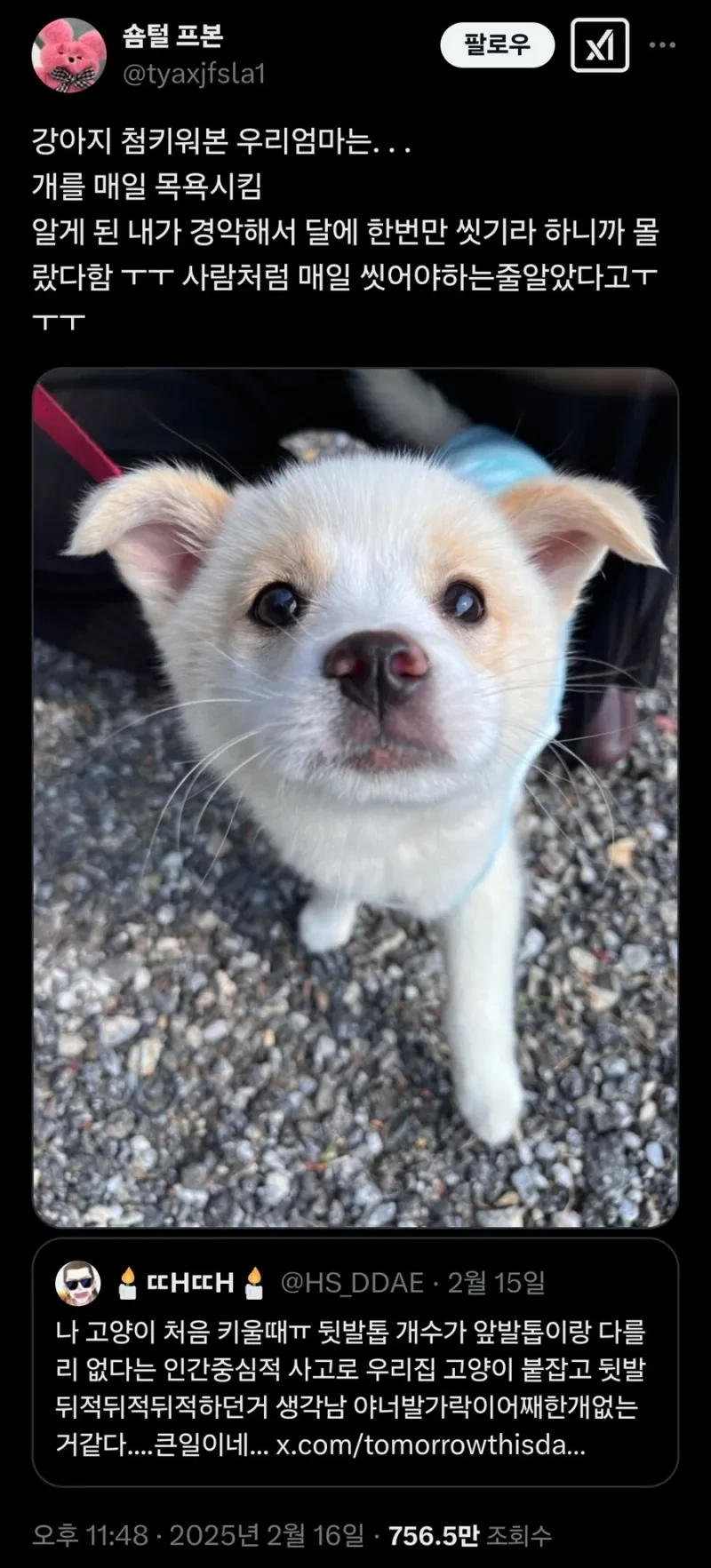 강아지 처음 키워본 엄마의 실수 | 인스티즈