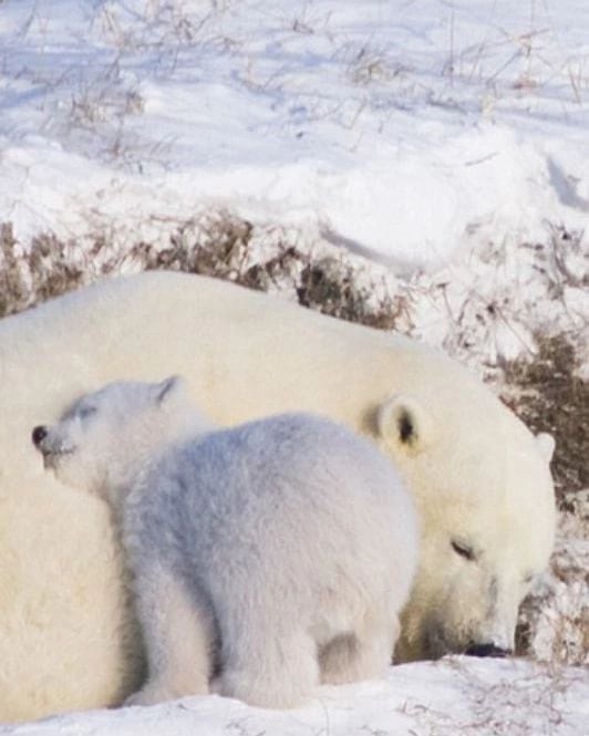 유독 엄마를 귀찮게 하고 있는 짤이 많은 아기동물.jpgif | 인스티즈
