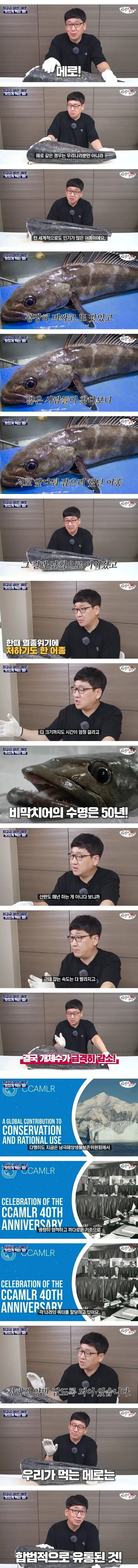 너무 맛있어서 멸종될뻔한 생선 | 인스티즈