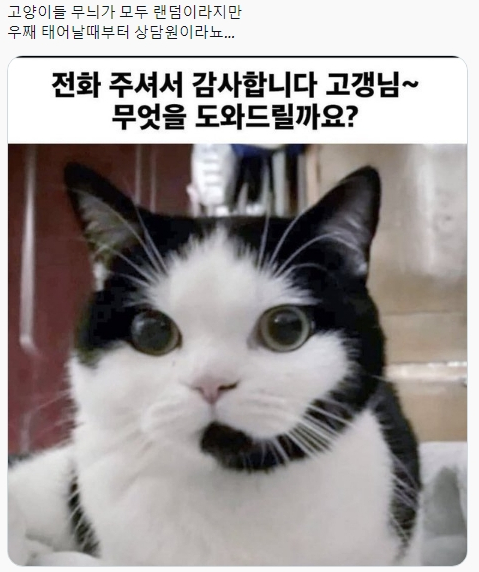 상담원 고양이 | 인스티즈